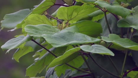 Hermosas-Hojas-De-Haldina-Cordifolia-En-El-árbol