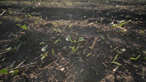 young fresh wheat sprouted from the ground. grain germination in the field. harvest organic cultivate.