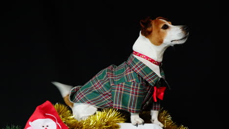 excited jack russell with wagging tail dressed in festive christmas costume