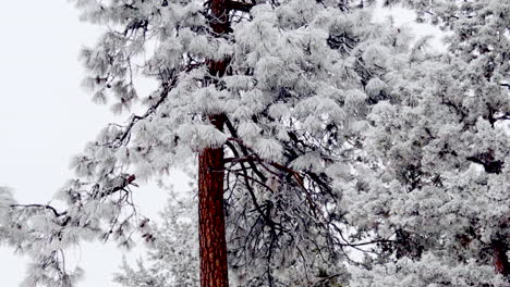 panning a ponderosa pine tree after a winter snowfall