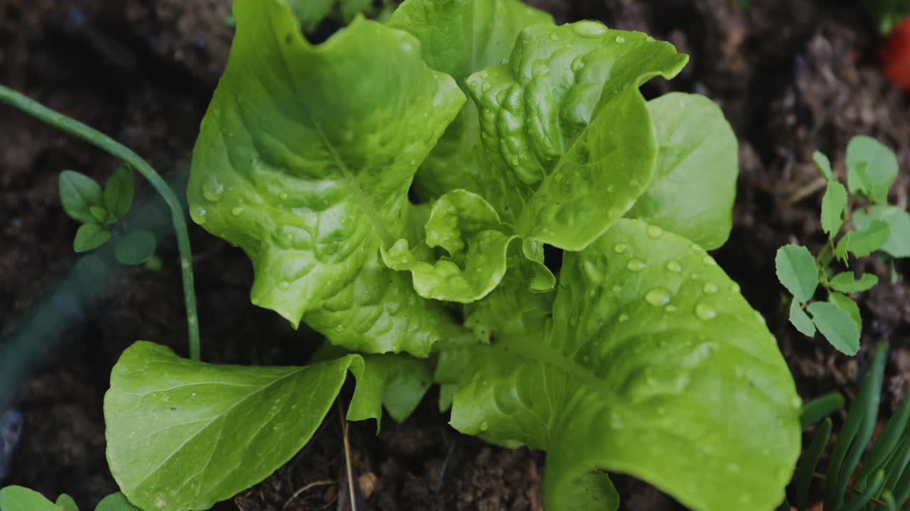 lechuga verde fresca en suelo de jardín húmedo cubierto de gotas de agua