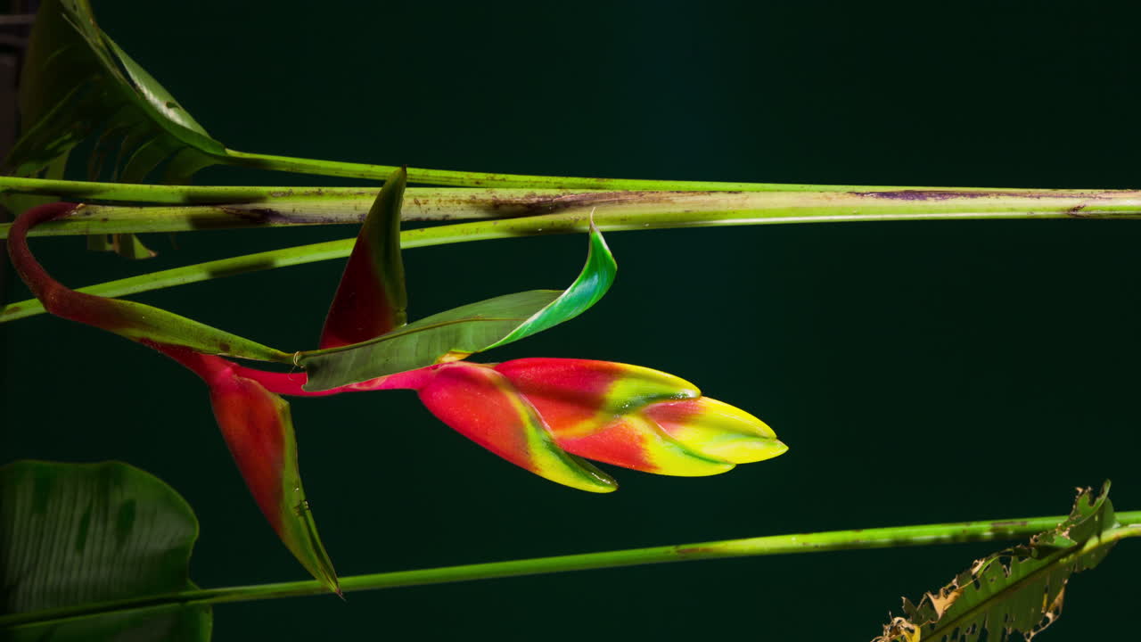 Heliconia Rostrata, the hanging lobster claw or false bird of paradise flowering plant time lapse.  A vivid red yellow downward-facing flower, follow motion vertical footage.