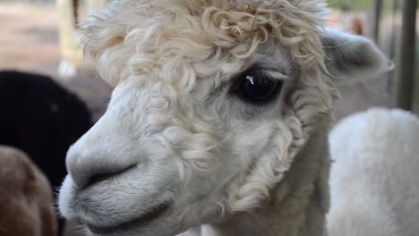 primer plano de alpaca bebé - ojos grandes