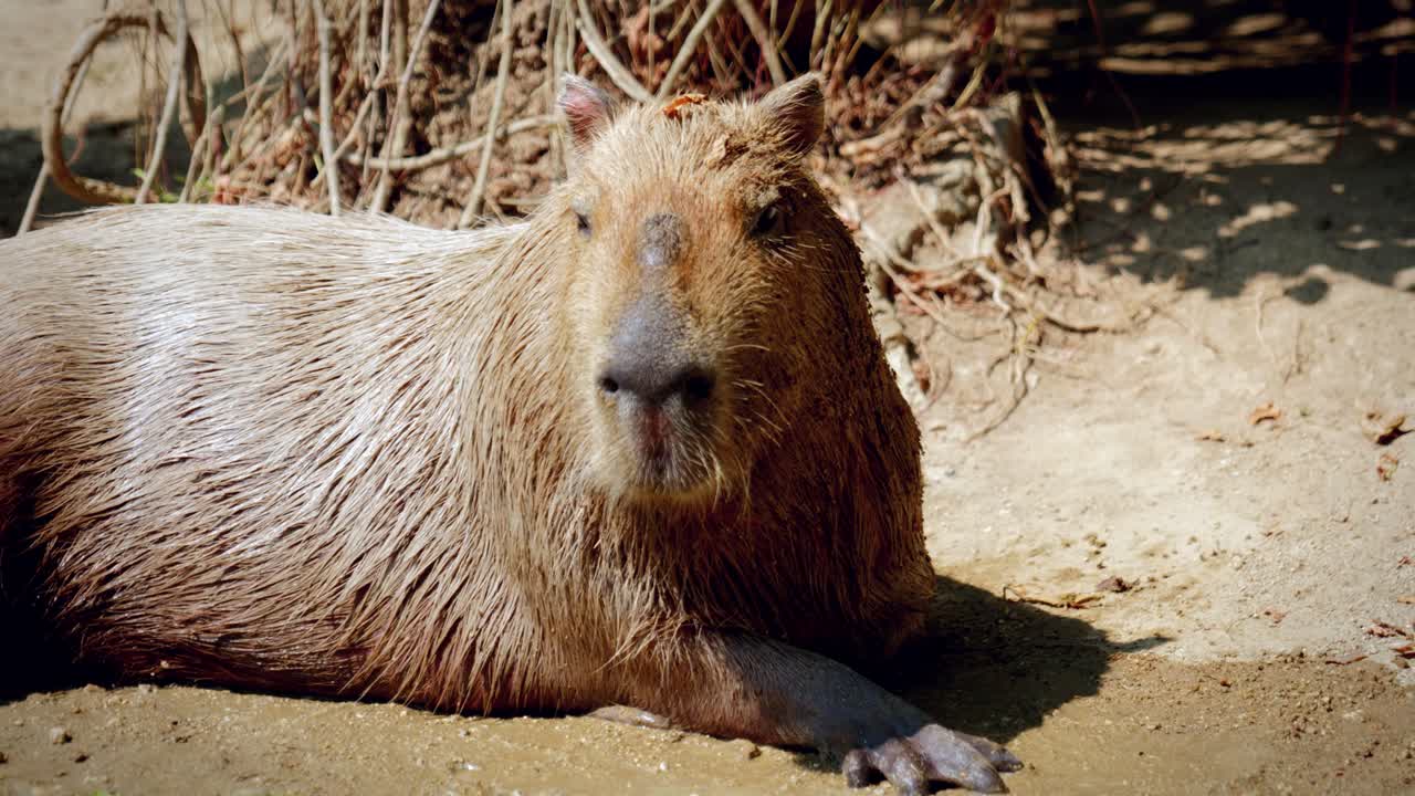 Close-Up of Capybaras in Captivity at the Chiang Mai Zoo in Chiang Mai, Thailand