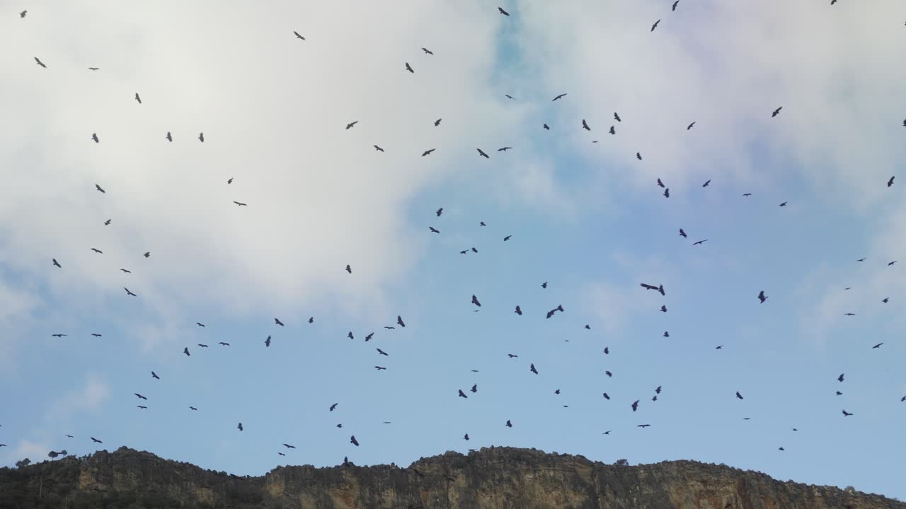 Many vultures approaching to feed on carrion in a dunghill in Teruel, Spain.