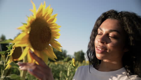 Sonnenblume-Auf-Einem-Feld