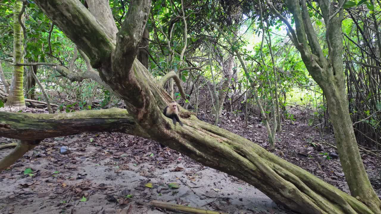 Due scimmie cappuccine dai facili costumi giocose si sfidano a duello sul ramo di un albero, per poi scappare nella Riserva Naturale Manuel Antonio in Costa Rica.