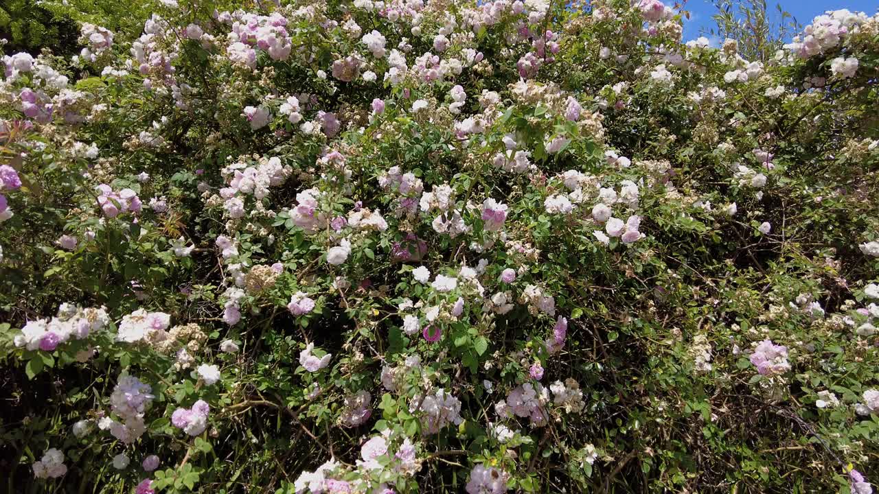 plantas con flores densas que crecen cerca de la bodega