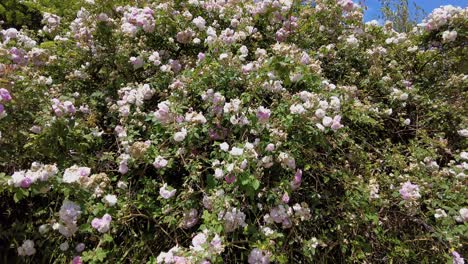 Dense-Blooming-Flowering-Plants-Growing-Near-Winery