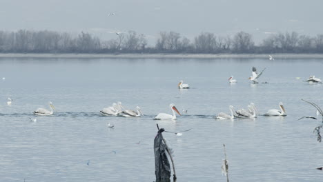 Dalmatiner-Und-Weiße-Pelikane-Schwimmen-In-Zeitlupe-Im-Kerkini-See