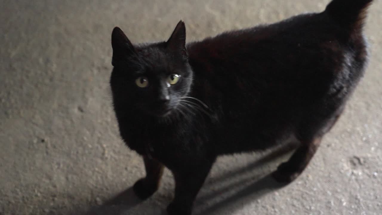 Black cat standing alert on a concrete floor looking at camera
