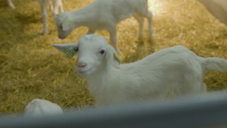 a baby goat, in it's pen, interested in the camera