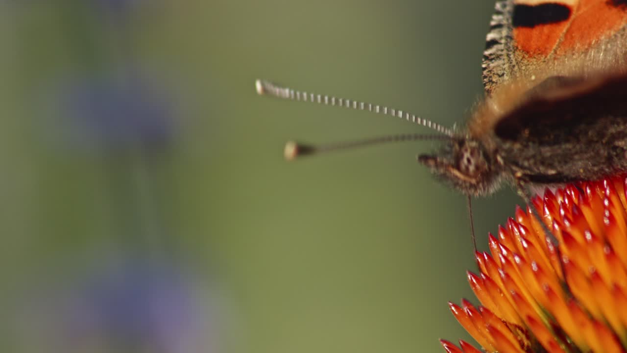 un primerísimo plano macro de la cabeza de una pequeña mariposa tortoiseshell sentada sobre una flor cónica púrpura