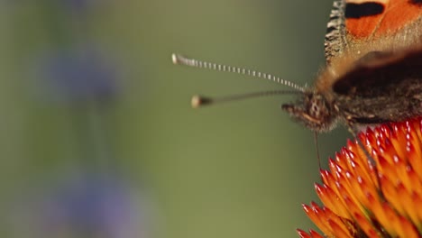 Un-Primerísimo-Plano-Macro-De-La-Cabeza-De-Una-Pequeña-Mariposa-Tortoiseshell-Sentada-Sobre-Una-Flor-Cónica-Púrpura