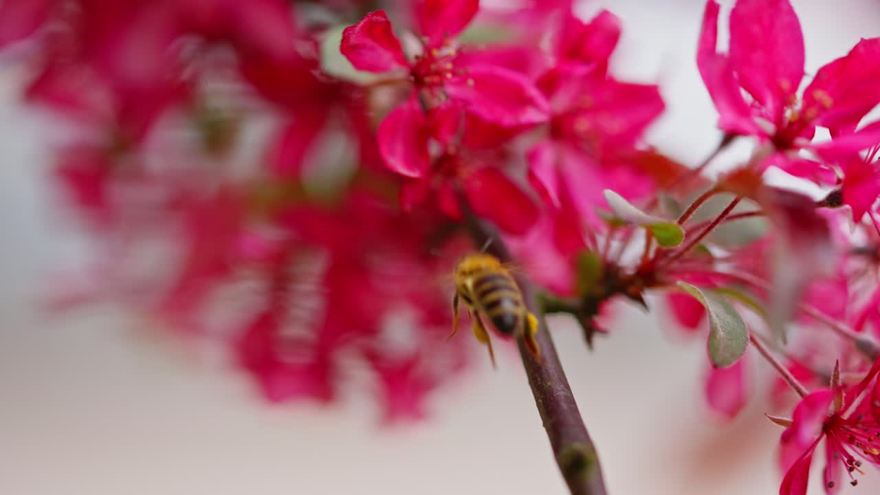 Bee flying over apple tree flowers in slow motion, capturing delicate nature