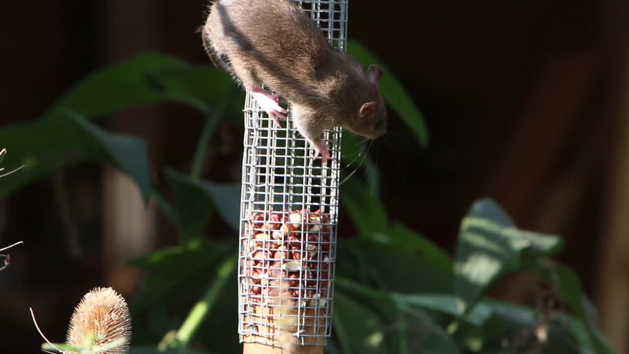 Tikus Cokelat (Rattus norvegicus) di tempat makan kacang di taman belakang
