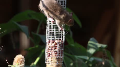 brown rat rattus norvegicus on peanut feeder in back garden