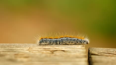 the best extreme macro close up and extreme slow motion of a western tent caterpillar moth walking on a wood railing and walks over the gap