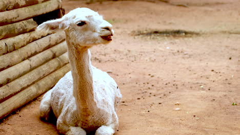 llama with shaved coat lies down chewing in enclosure, frontal telephoto shot