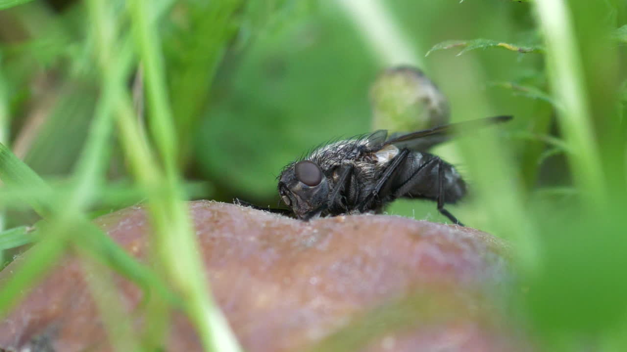 Creepy fly insect eating rotten apple, close up macro