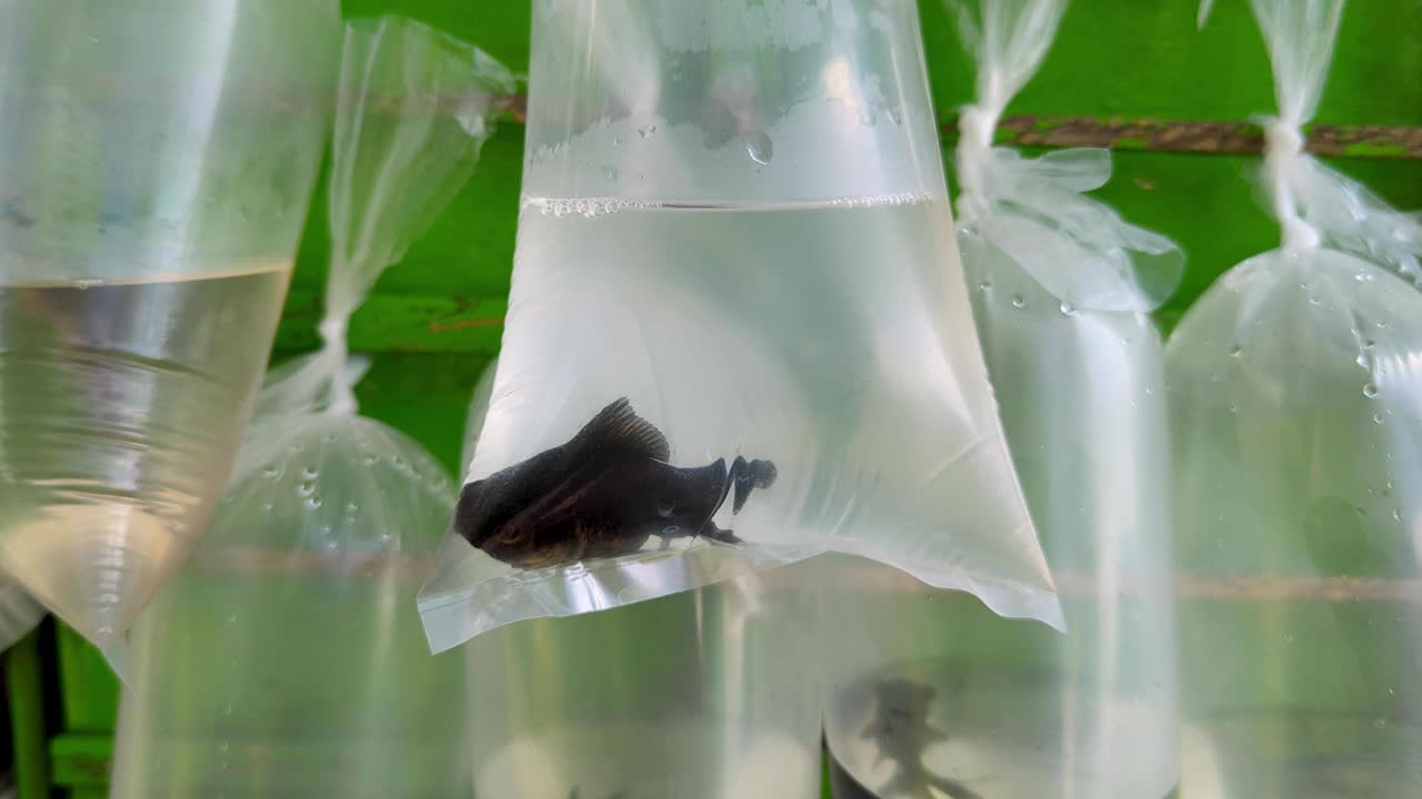 Closeup of black goldfish in a small plastic bag of water for sale on tropical island of Bali Indonesia