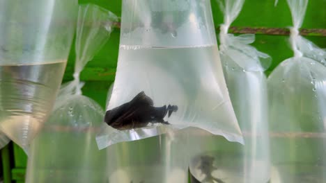 closeup of black goldfish in a small plastic bag of water for sale on tropical island of bali indonesia