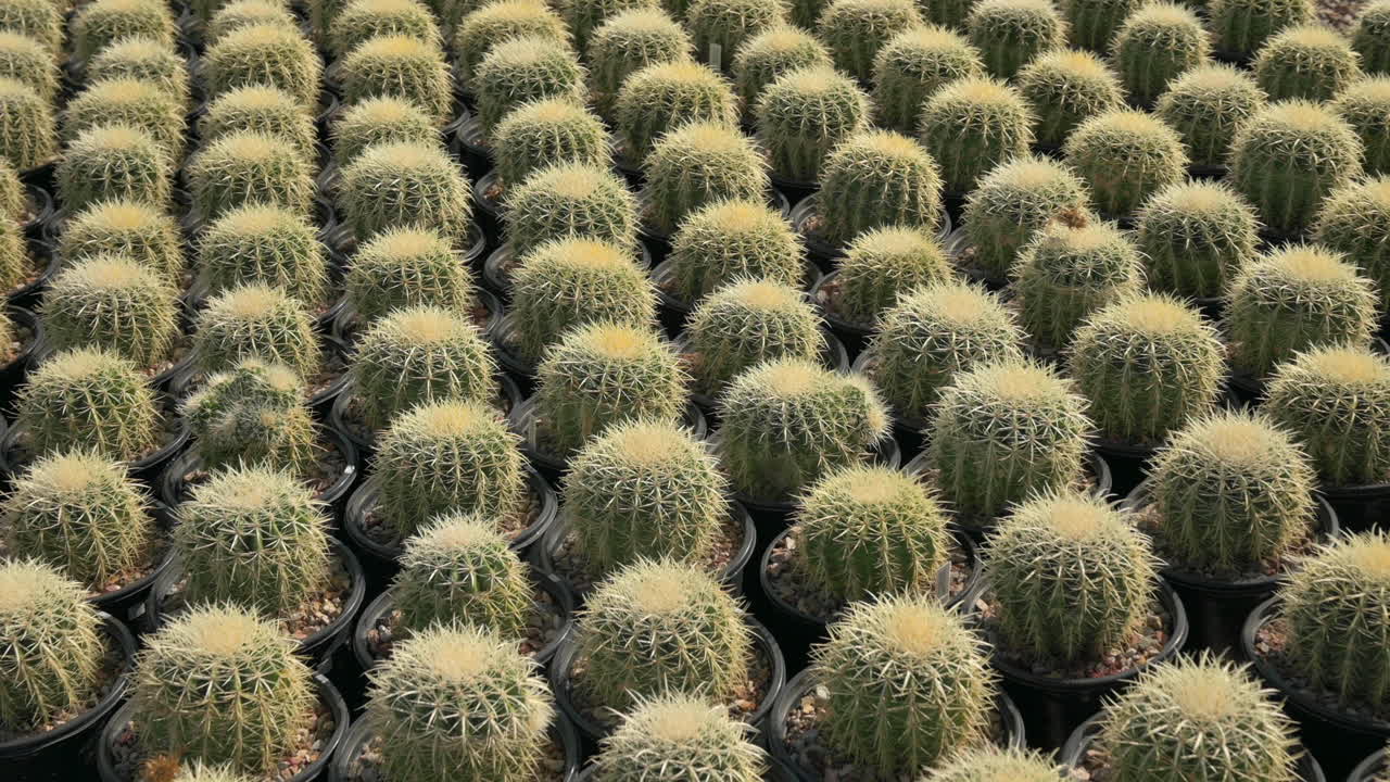 애리조나 보육원에서 판매되는 귀여운 작은 선인장의 확대 샷