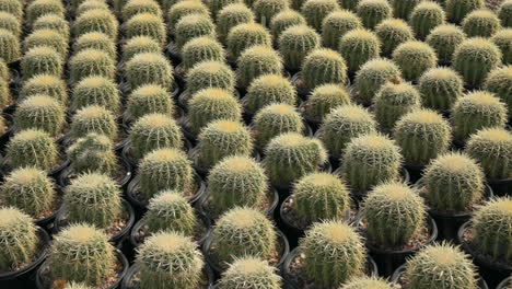 zoom in shot of cute little cacti for sale at nursery in arizona