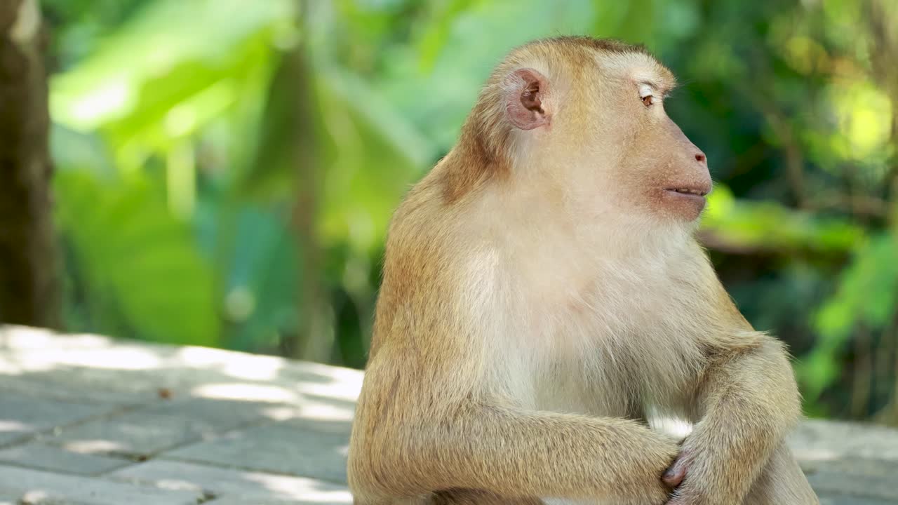 Two southern pig-tailed macaques interact affectionately in a lush forest setting, captured in natural daylight