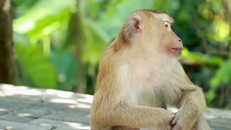 two southern pig-tailed macaques interact affectionately in a lush forest setting, captured in natural daylight