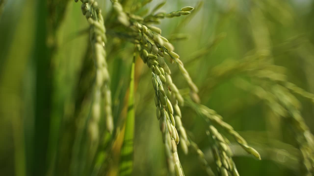 쌀은 많은 아시아 국가에서 주식입니다.