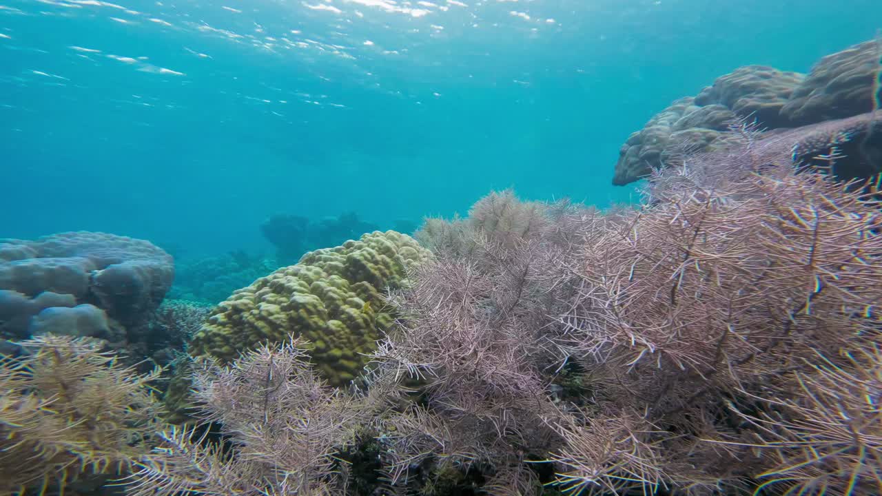 la cámara vuela sobre un vibrante arrecife de coral lleno de vida marina y peces pequeños, mostrando la impresionante diversidad de corales y peces en aguas azules claras