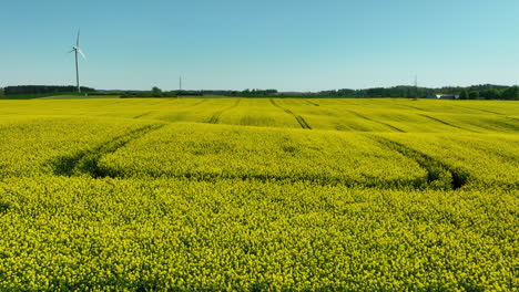 a wide-angle aerial view of vast fields of yellow blooming crops