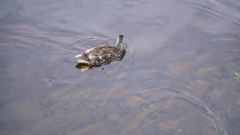 una madre y un bebé patos nadando en un gran lago