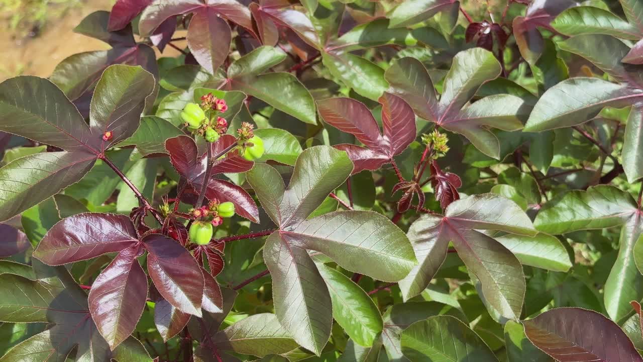Static shot of a Jatropha gossypiifolia, commonly known as bellyache bush, black physicnut or cotton-leaf physicnut, is a species of flowering plant in the spurge family, Euphorbiaceae