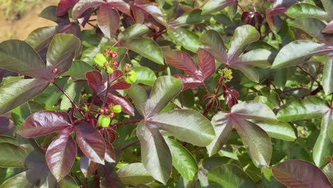 static shot of a jatropha gossypiifolia, commonly known as bellyache bush, black physicnut or cotton-leaf physicnut, is a species of flowering plant in the spurge family, euphorbiaceae