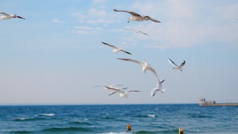 las gaviotas volando sobre el océano