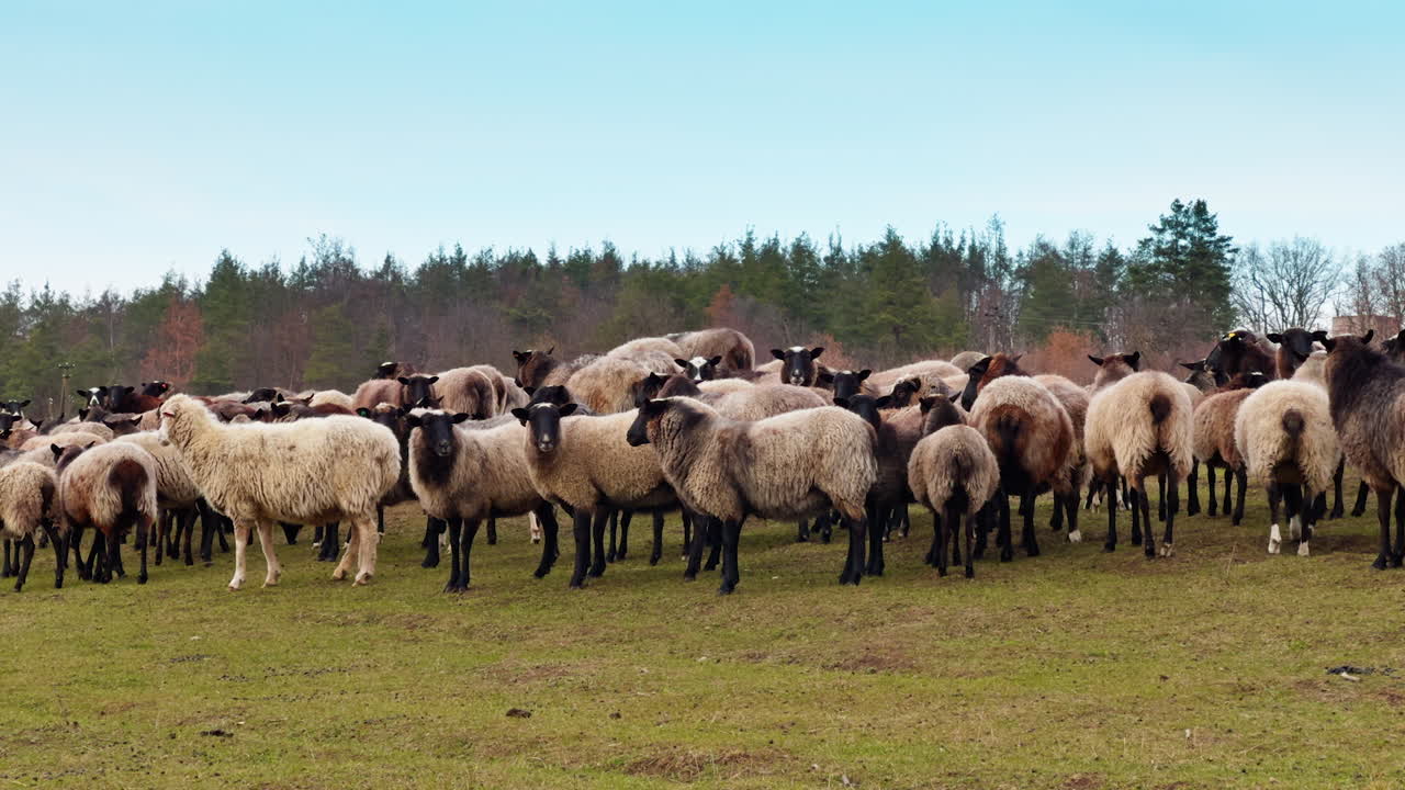 Cute fluffy black-muzzled sheep stand looking around in the countryside. Green fir-trees and bare trees at backdrop.
