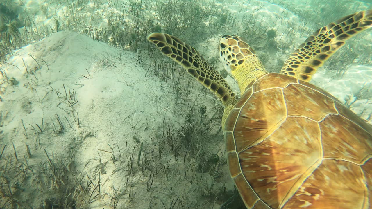 Green Sea Turtle in its natural habitat