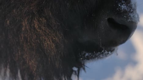 Bisonte-Sobreviviendo-Al-Duro-Invierno-En-Cámara-Súper-Lenta