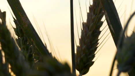 Reifer-Weizen-Bei-Sonnenuntergang,-Makro-Nahaufnahme