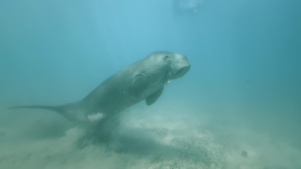 Un dugongo che nuota sott'acqua, creando piccole nuvole di sabbia sul fondale marino.