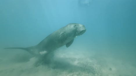 a dugong swimming underwater, creating small clouds of sand on the ocean floor