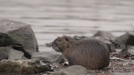 Nutria-Coypu-Rat-combing-wet-fur-on-Vltava-Riverbank,-Prague-Czechia