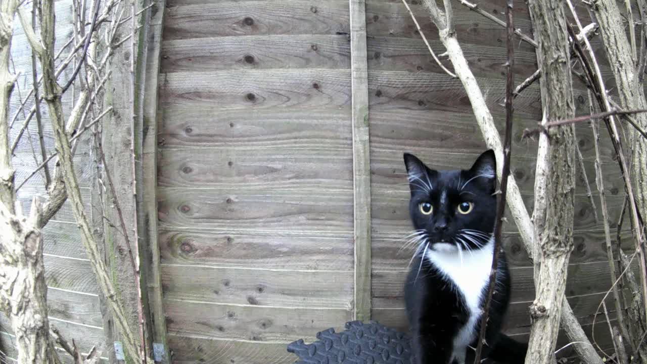 고양이가 카메라에서 뒤로 걸어