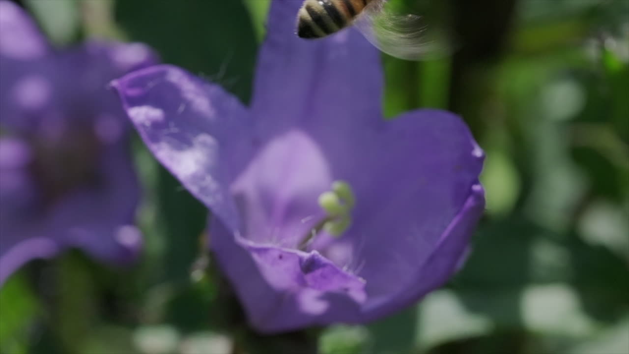 pequeña abeja de miel despegando de una flor púrpura en cámara lenta