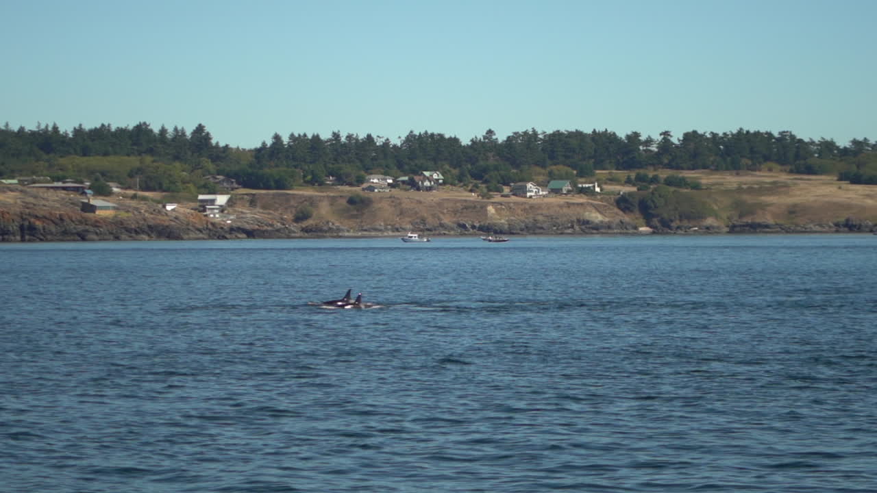 아메리칸 코스티일, 느린 동작으로 바닷물에서 헤엄치는 범고래 꼬투리