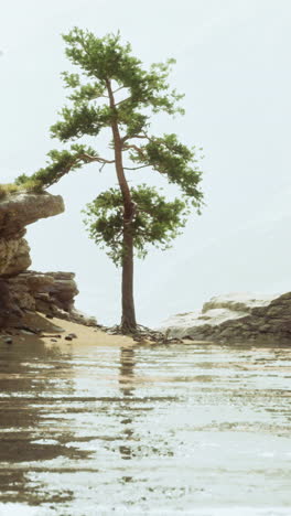 a lone pine tree on a cliff overlooking a lake