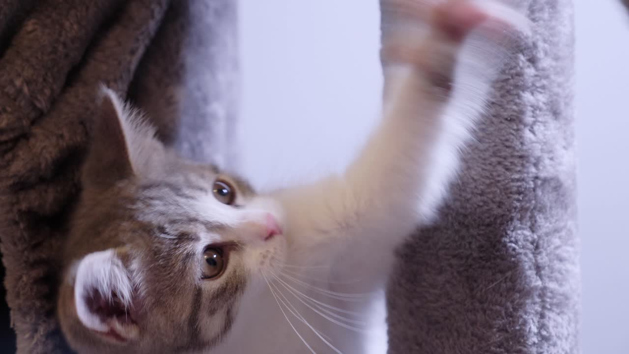 고양이 나무에 푹신한 공을 때리는 재미있는 작은 새끼 고양이