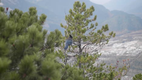 stellers jay bird sitting on pine tree in british columbia wilderness